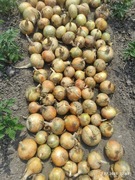 Cebula 15 kg 2025 świeża 