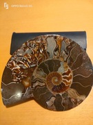 AMONIT Z MADAGASKARU DUŻA PRZECIETA I WYPOLEROWANA POŁÓWKA.