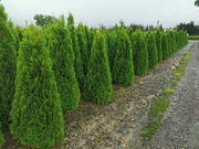 Tuja szmaragd 200-220cm szmaragdowa smaragd tuje