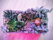 Las w szkle mini ogród sukulenty 