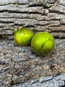 PRIDE OF FLANDERS WOOLY/Pomidor Kolekcjonerski 123