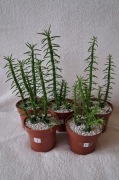 Austrocylindropuntia subulata kaktus sukulent kwiat doniczkowy roślina