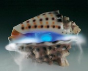 Nawilżacz Powietrza w Kształcie Muszli Generator Pary Powystawowy!