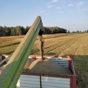 Ekologiczne ziarno konopi Finola