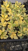 Grubosz Crassula Alba