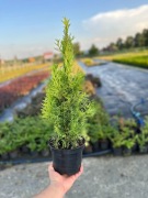 Thuja ( Tuja )  Szmaragd 60-80 cm  Tuje 