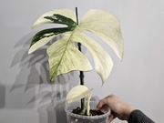 Monstera Jungle Mint ukorzenionia pędówka naturalna nie tc dwa oczka