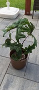 Alocasia alokazja Jacklyn 