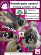 Shih-Tzu psy rasowe z IV pok.rodowodem