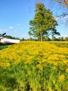 Koper do kwaszenia ogórków 