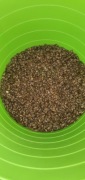 Karaczany Argentyńskie Dubia 0,5-1cm 100szt 