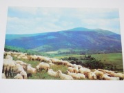 Wypas Owiec Bieszczady, wyd. 1975