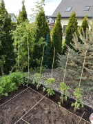 80 cm Palik tyczka podpora roślin, pomidory, bambus, DIY patyk, znacznik