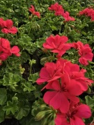 Pelargonia peltatum - wisząca- różowa Temprano Hot Coral