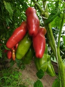 Aurija Pomidor kolekcjonerski 20 szt 