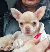 Biszkoptowy piesek Chihuahua Roni. Gotowy do zmiany domku