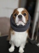 SNOOD siatkowy Hug me  Cavalier Spaniel grafit czapka