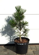 SOSNA BOŚNIACKA EMERALD ARROW * DUŻY OKAZ * SUPER 