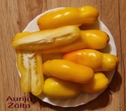 Pomidor Aurija Żólta - 10 nasion kolekcjonerskich