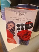 Wieczna róża czerwona