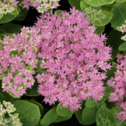 Rozchodnik okazały Brillant