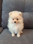 Szpic miniaturowy pomeranian 