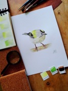 Mysikrólik, akwarela, oryginał (bez ramki)