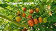 Pomidor koktajlowy Chocolate sprinkles.Bardzo plenny. Wyśmienity 