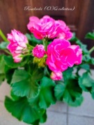 sadzonka pelargonii Survivor Idols Rosalinda 