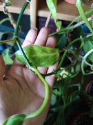 Philondedron Painted Lady szczepka