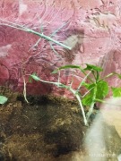 Medauroidea extradentata Patyczak rogaty odmiana „Blue” wysyłki!