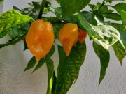 Papryka Habanero Orange, nasiona 10 szt.