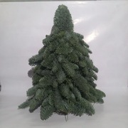 Choinka żywa z nobilisu 50 cm