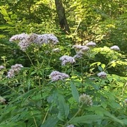 Sadziec  konopiasty ziele 100g z Bieszczad 