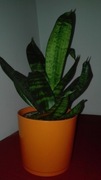 Sansewieria doniczkowa