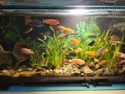 Akwarium 300 litrów z rybkami i wyposażeniem