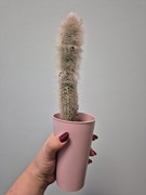 Kaktus - roślina doniczkowa 