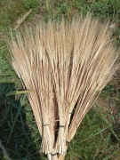 Jęczmień zboże suszone naturalne trawy ozdoby 