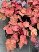 Żurawka - różne odmiany - możliwość dostawy