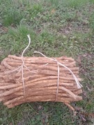 Sadzonki chrzanu Chrzanu chrzan korzeń 1szt nie żywokost 