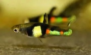 Gupiki / Endler El Tigre / 10 szt. za 50 zł
