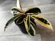 Hoya carnosa krimson queen