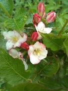 Krzewuszka cudowna sztobry kpl.20szt.