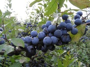 Tarnina owoc suszony z Bieszczad 1 kg