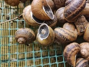 Skup ślimaków H.A.Maxima w końcu ruszył 