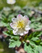Zawilec wiotki / Anemone flaccida Ginpai