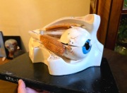 Preparat model anatomiczny naukowy szkolny prl stary antyk gipsowy