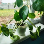 Pilea Peperomioides  tzw "Pieniążki"