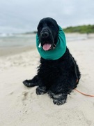 Snood wiskoza Cavalier wiskoza zieleń czapka Hug me Cocker