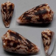 Conus stainforthi (Reeve, 1843)